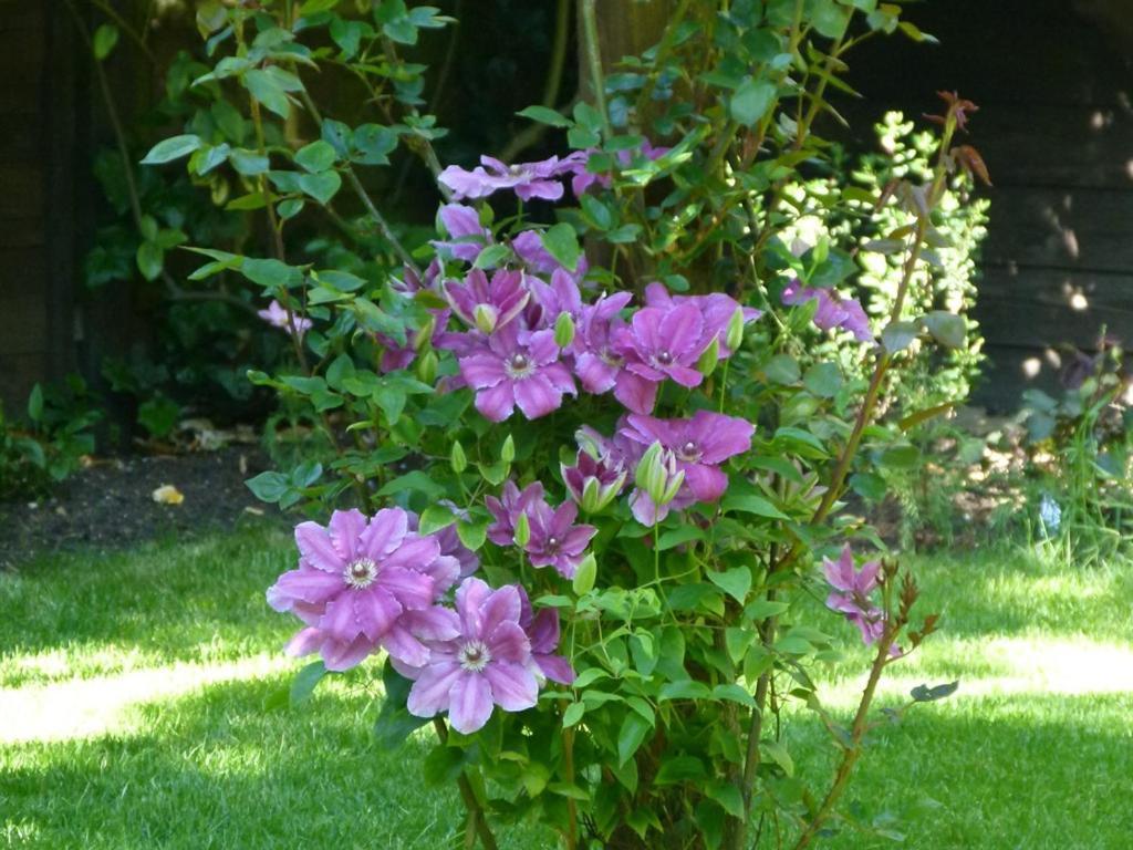 Bed and Breakfast Iolanthe Londres Exterior foto